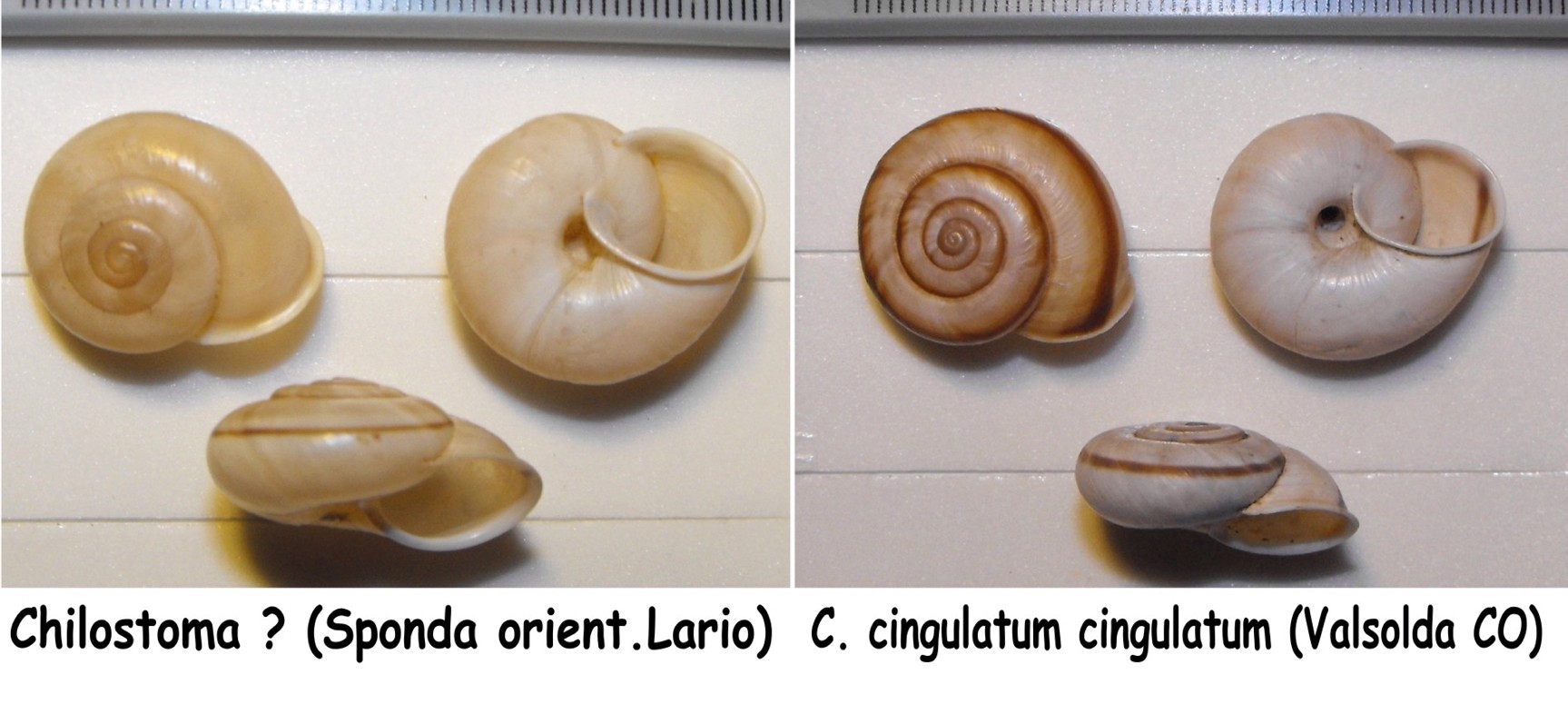 Chilostoma cingulatum dai M.Berici